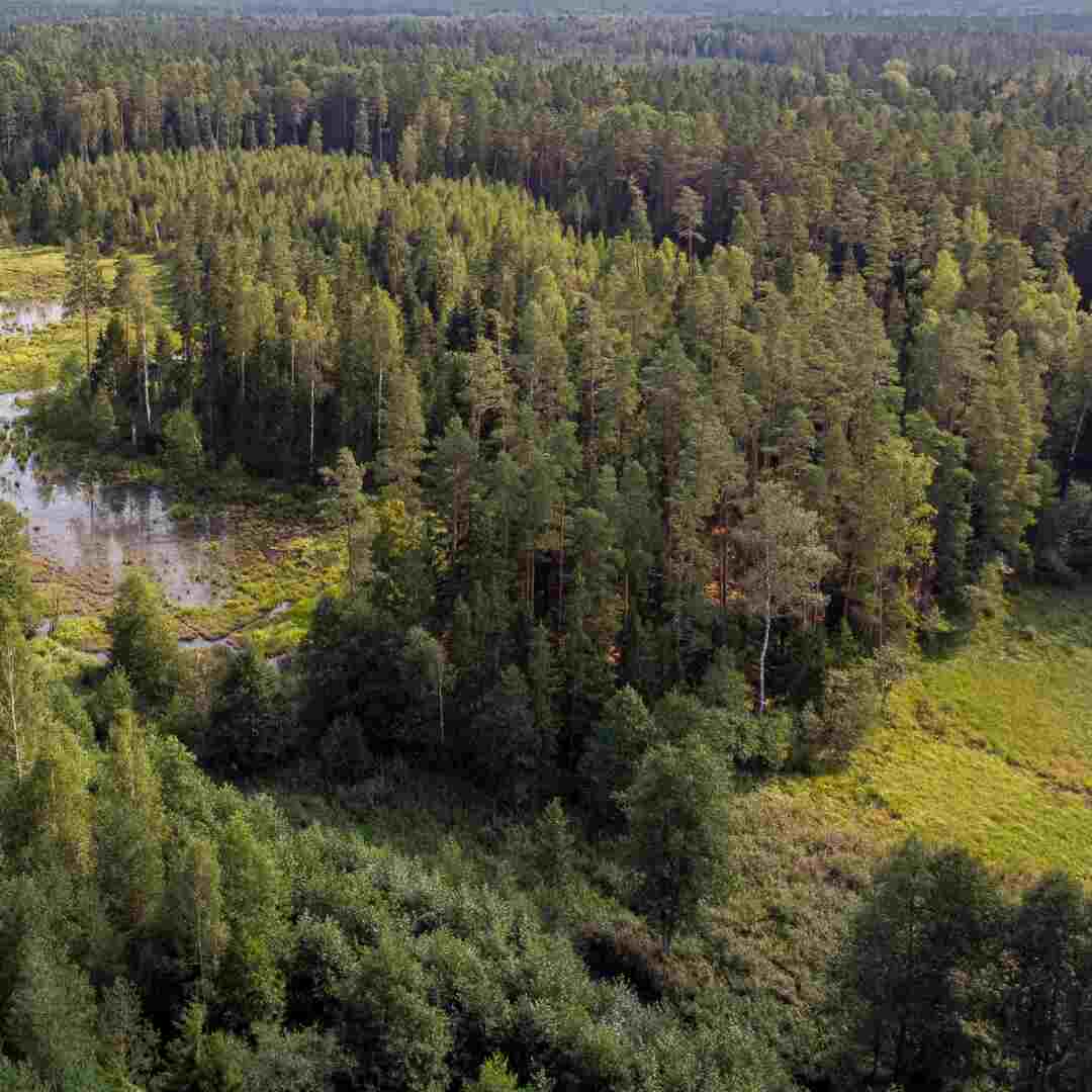 Forest