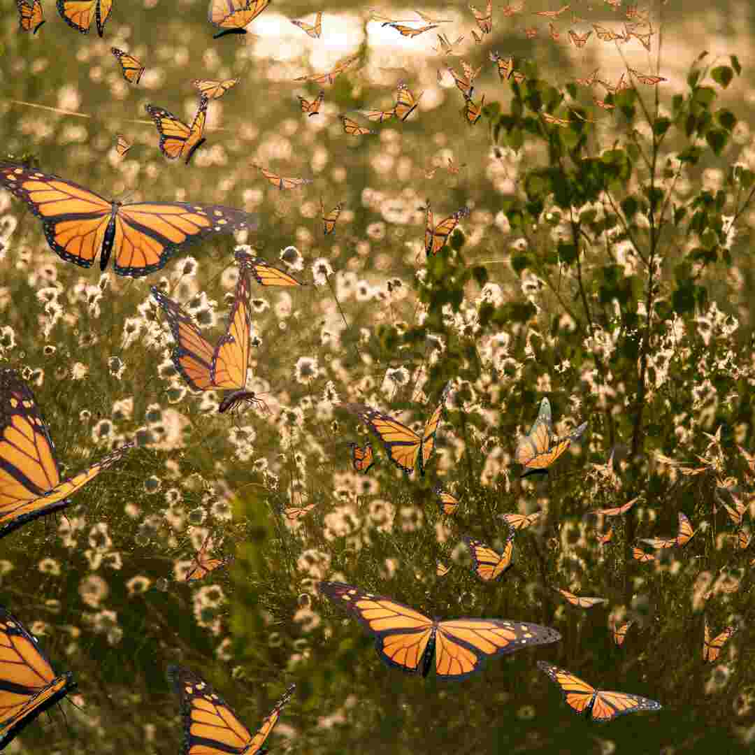 biodiversity