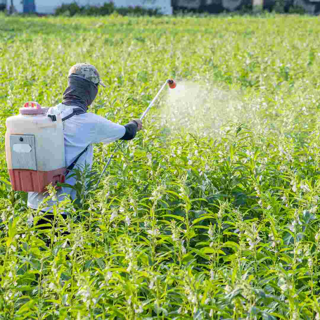 Conventional cotton farming