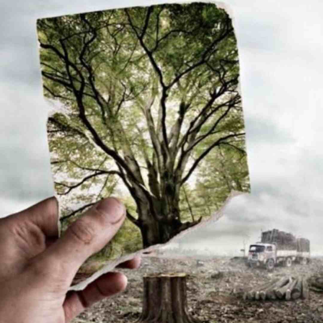 Deforestrstion