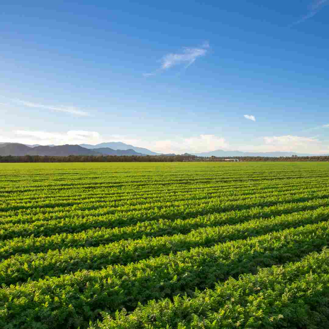Agriculture