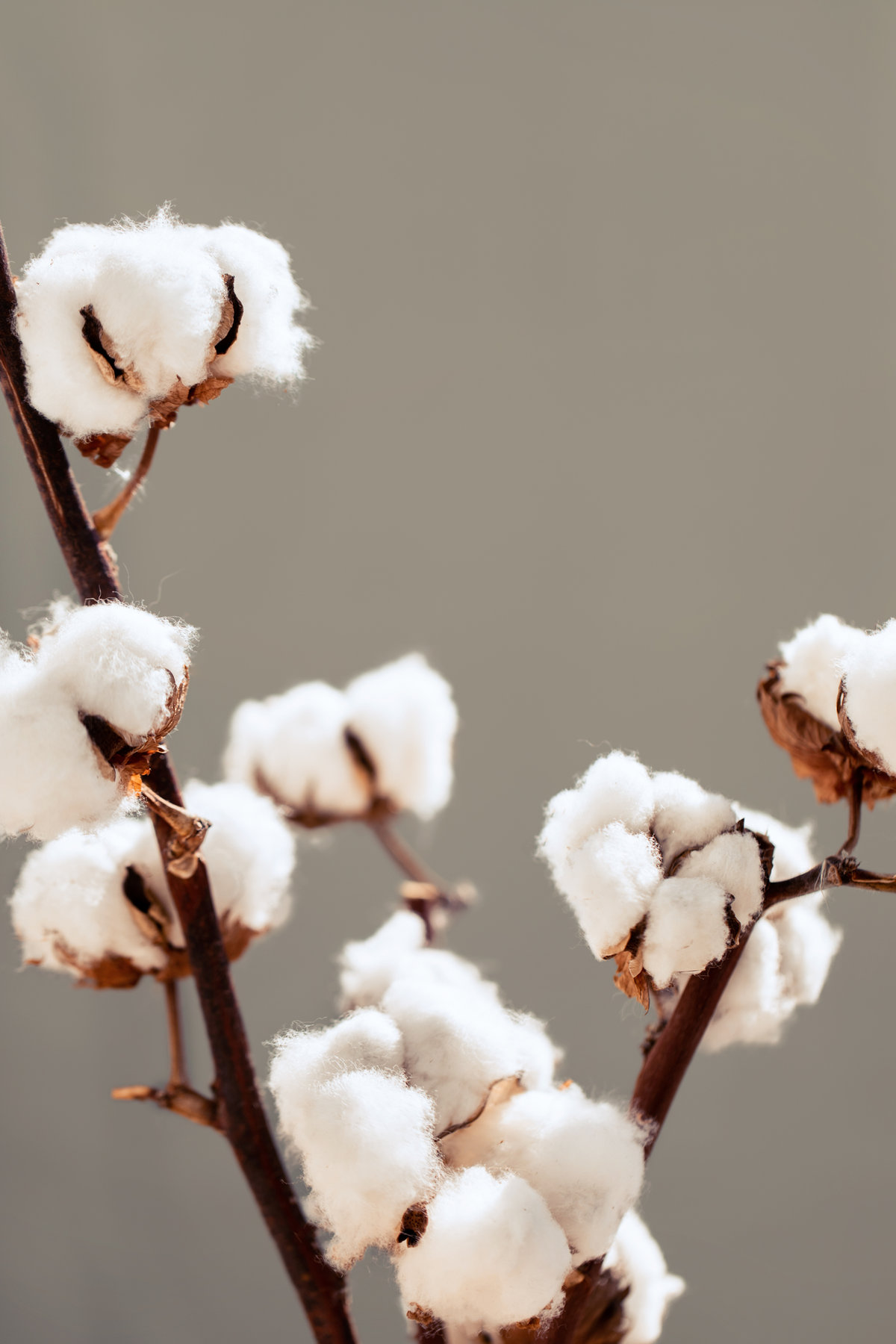 What is Plastic-Free Cotton?