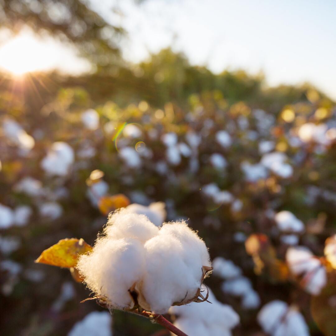 Organic cotton farming
