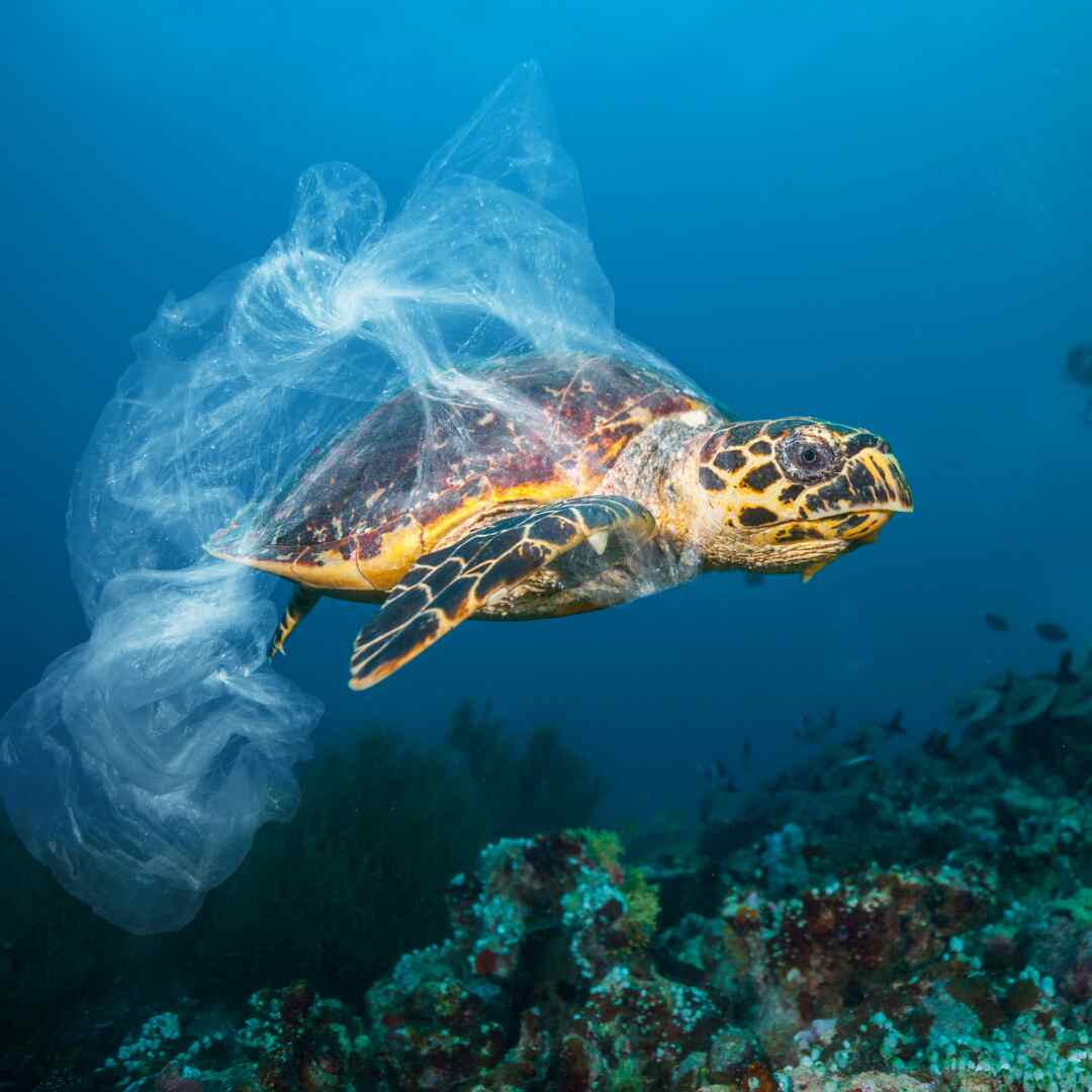 Turtle tangled in plastic bag