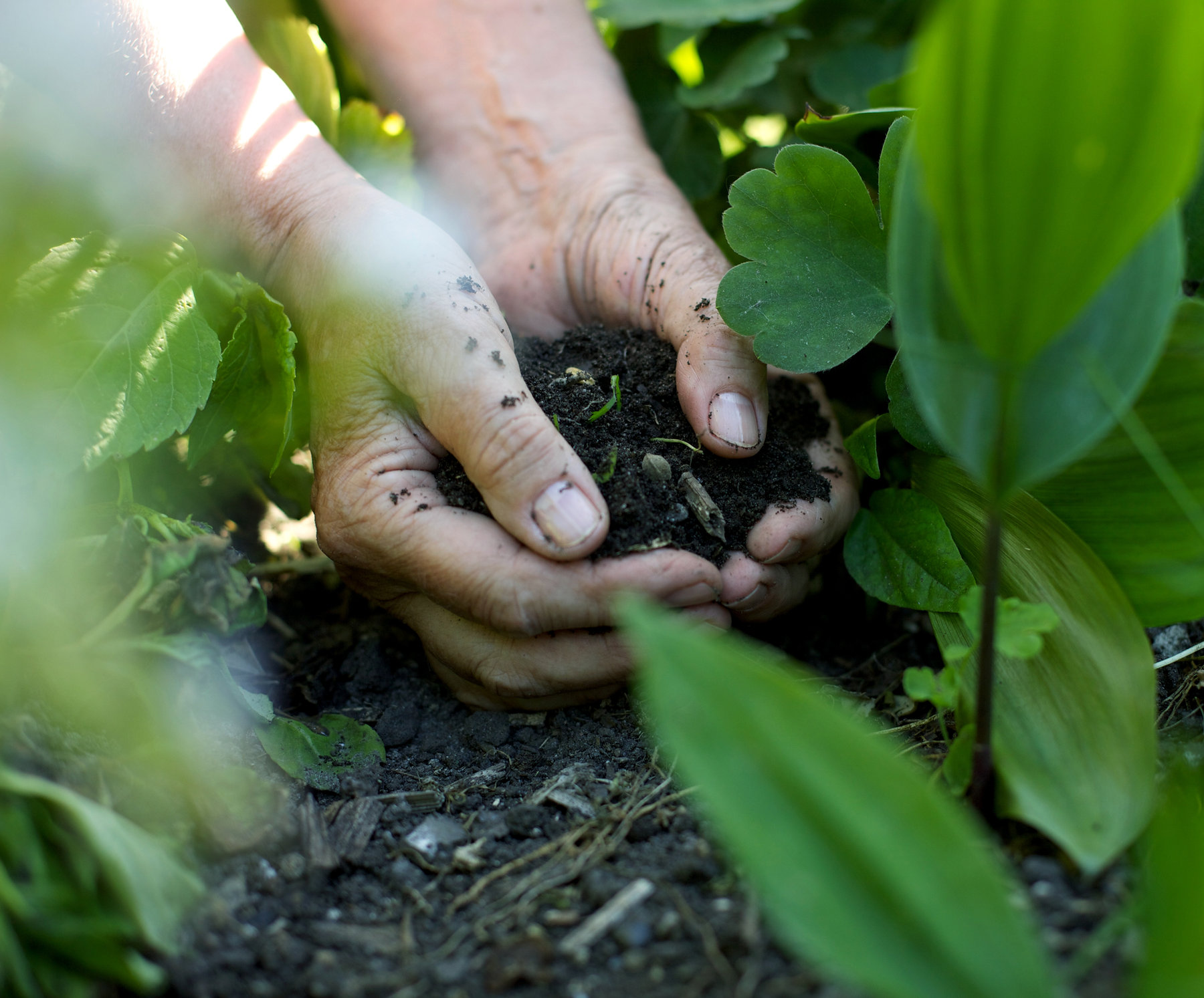 Agriculture