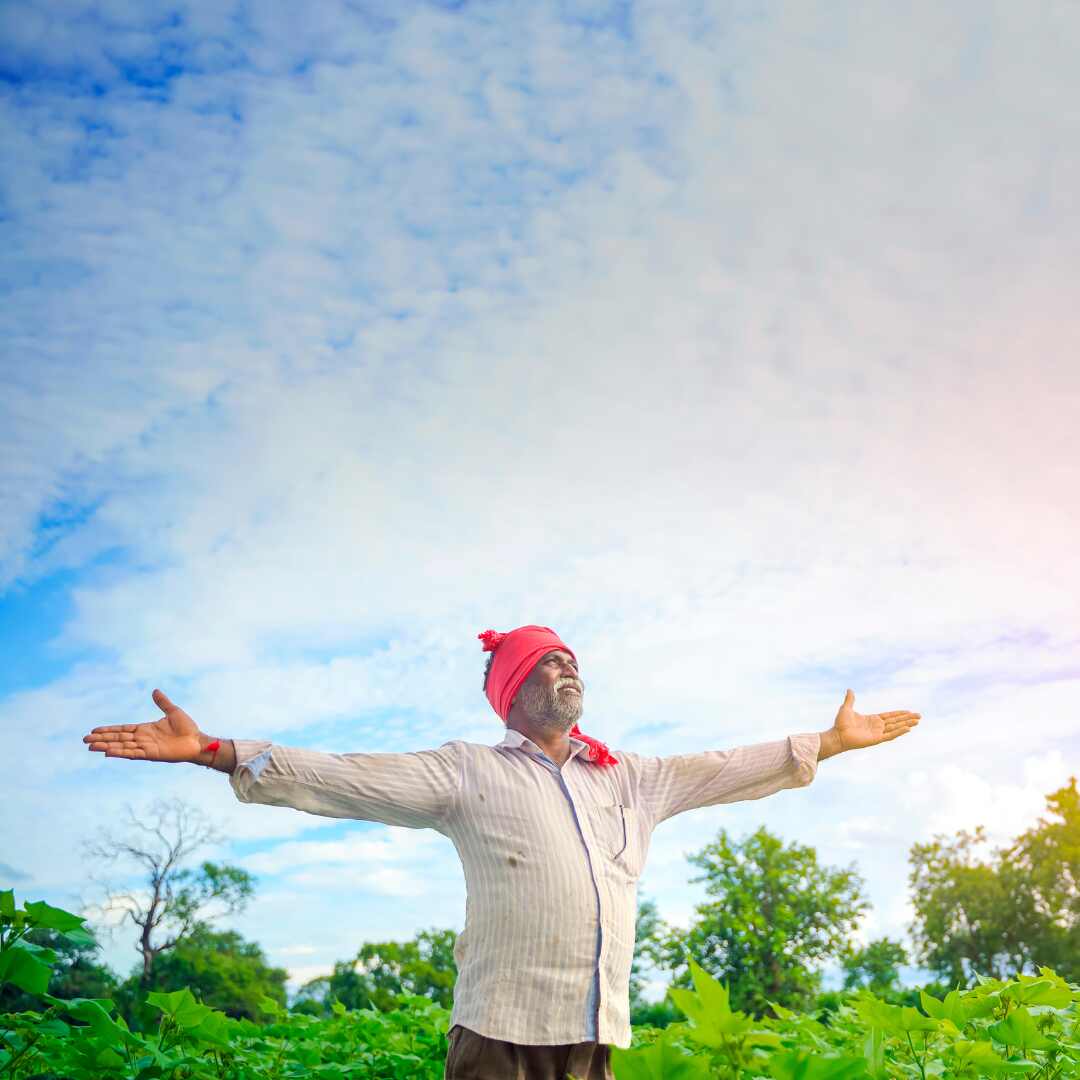 Organic cotton farming