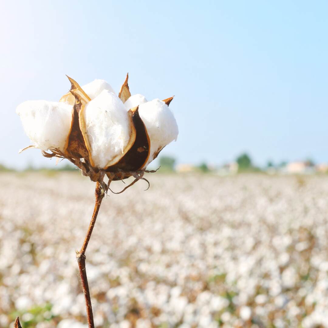 Cotton flower