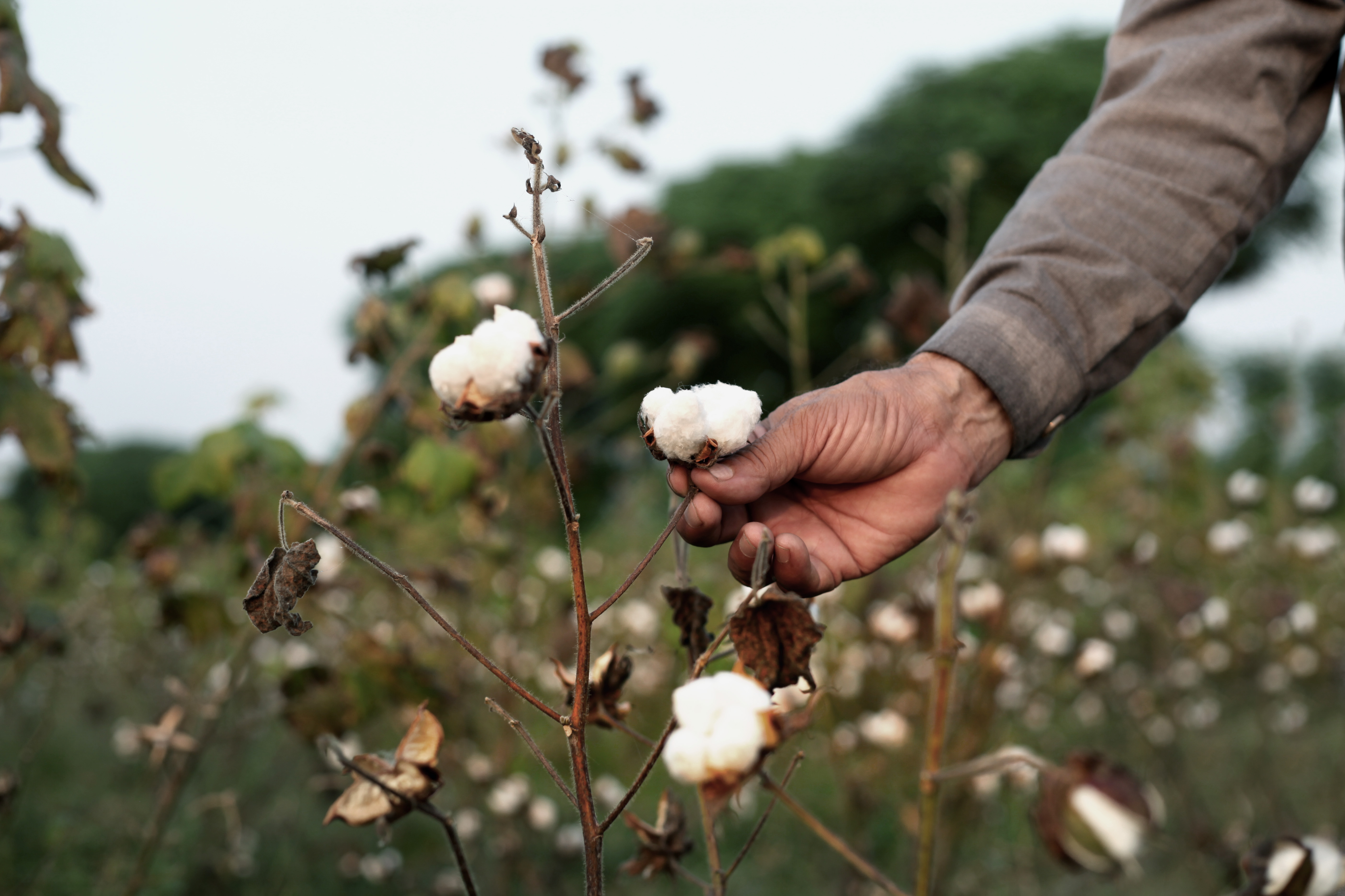 Organic or Conventional Cotton?